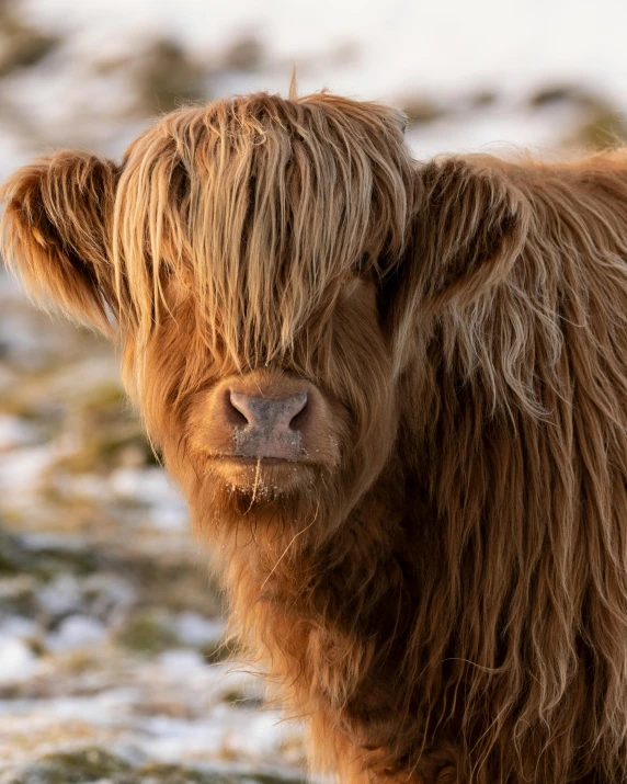 a brown cow standing on top of a snow covered field, flowing ginger hair, scruffy facial hair, trending photo, in scotland