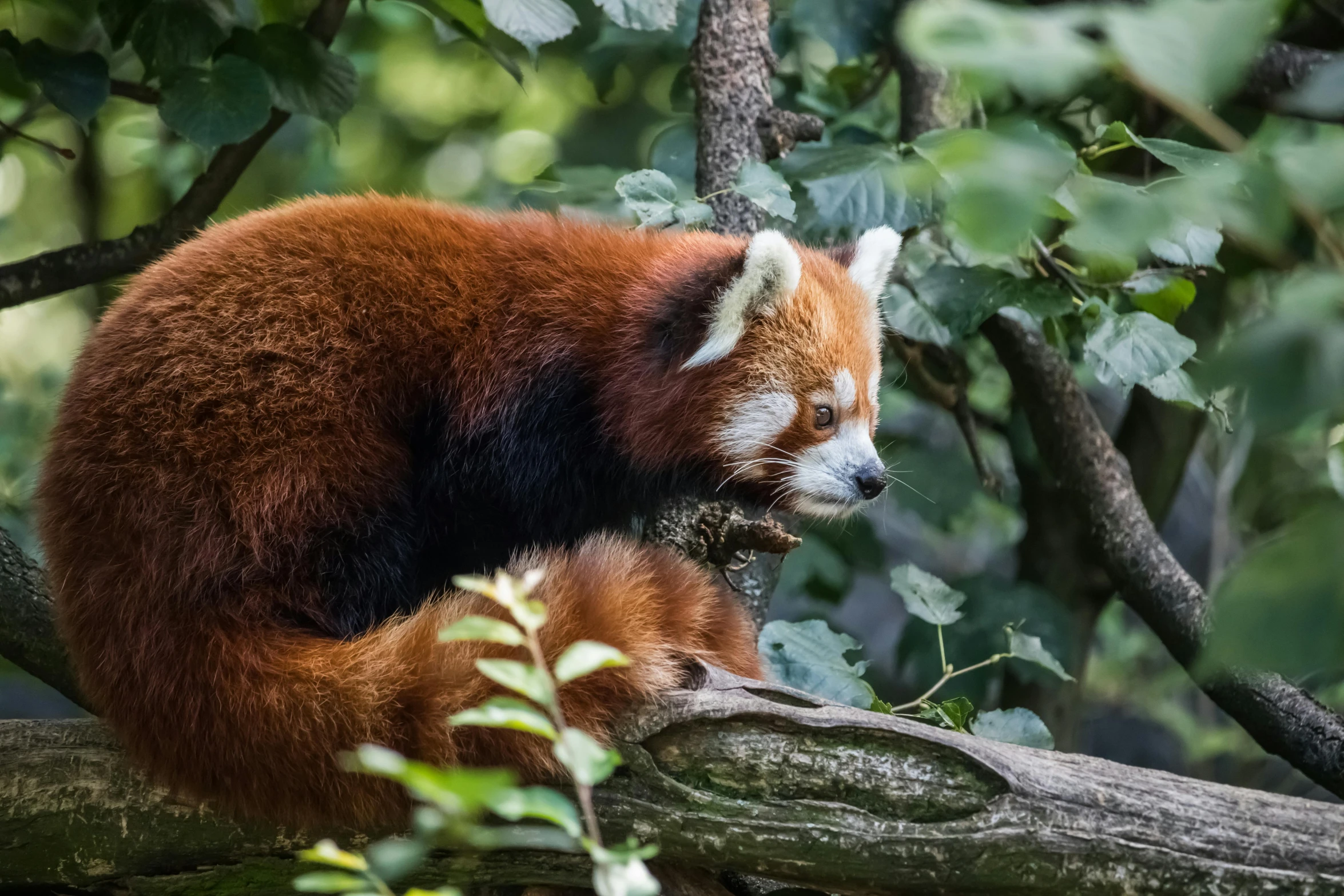 a red panda sitting on top of a tree branch, by Adam Marczyński, pexels contest winner, side profile view, resting, long chin, reds)