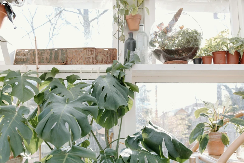 a window filled with lots of potted plants, trending on unsplash, art nouveau, big leaf bra, monstera deliciosa, a still of an ethereal, full daylight