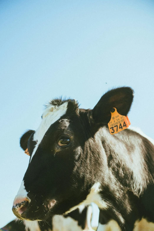 a black and white cow with a tag on it's ear, unsplash, bay area, brown, medium format, blue sky