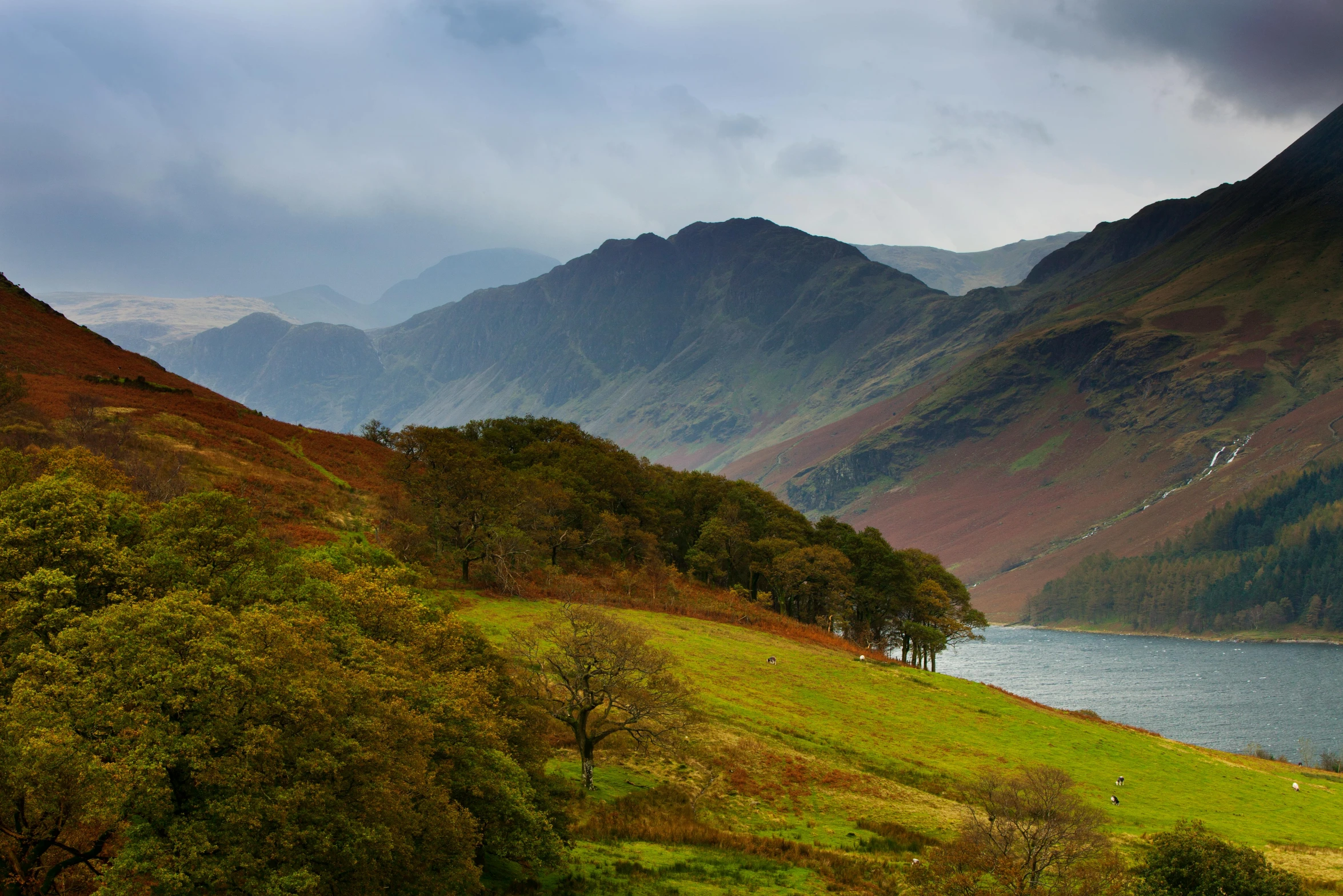 a herd of sheep grazing on a lush green hillside, pexels contest winner, arts and crafts movement, autumn colour oak trees, lakeside mountains, staggered terraces, rain lit