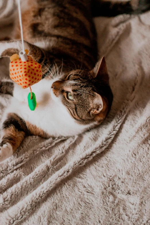 a cat playing with a toy on a bed, by Julia Pishtar, pexels contest winner, laying on her back, ornament, softplay, very handsome