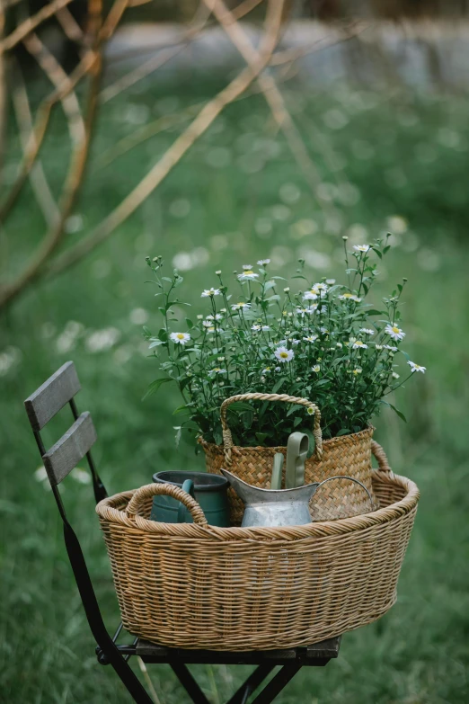 a basket filled with plants sitting on top of a chair, by Jessie Algie, unsplash, renaissance, chamomile, cart, lawn, medium format. soft light