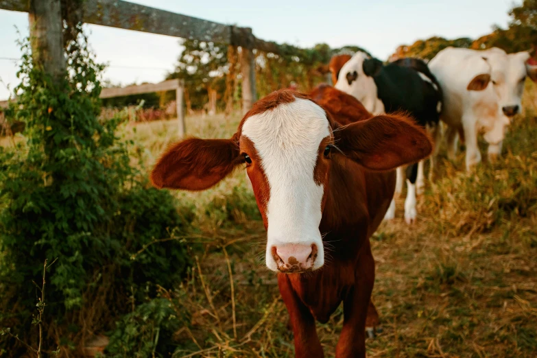 a herd of cows standing on top of a grass covered field, profile image, fan favorite, golden hour closeup photo, milk