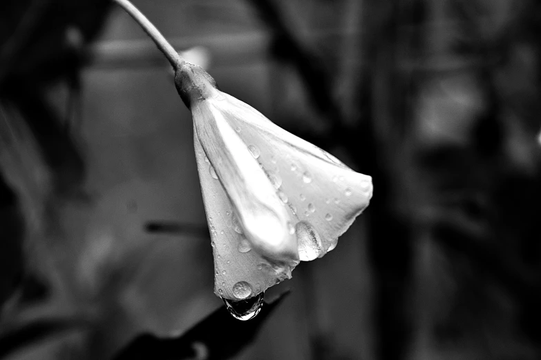 a black and white photo of a flower with water droplets, by Sudip Roy, angel's trumpet, umbrella, sadness, tear drop