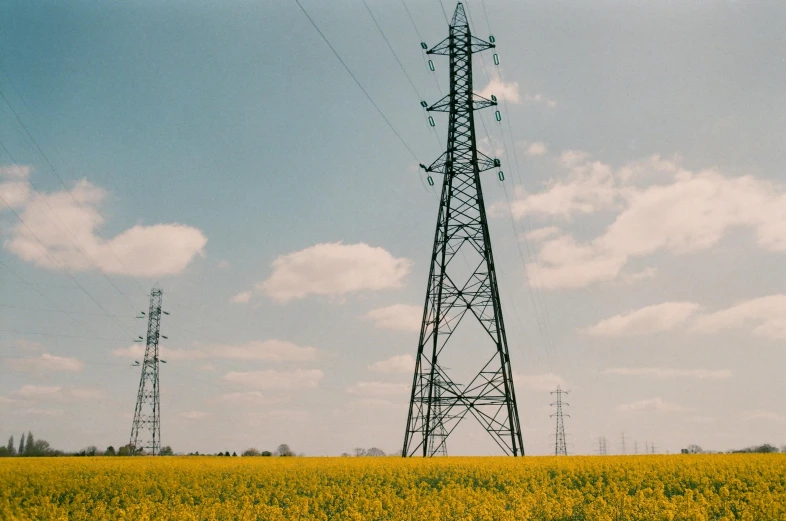 a field of yellow flowers with power lines in the background, by Adam Marczyński, unsplash, vhs colour photography, pylons, 2022 photograph, low angle wide shot