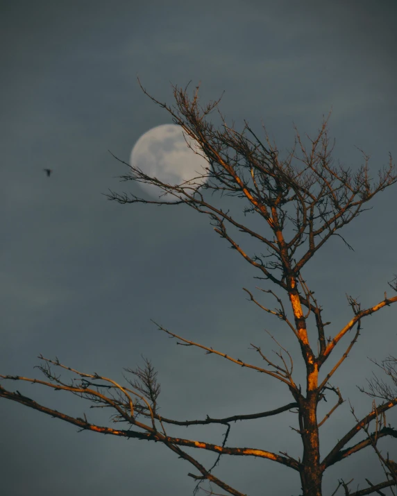 a bare tree with a full moon in the background, an album cover, unsplash contest winner, ☁🌪🌙👩🏾, creepy sigma 75mm, late summer evening, profile image