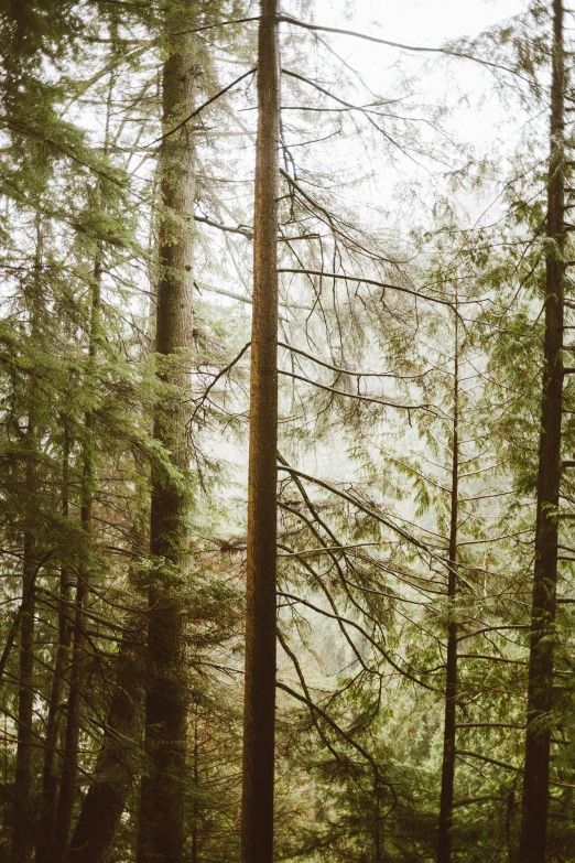 a red fire hydrant sitting in the middle of a forest, by Jaakko Mattila, sparse pine trees, large scale photo, ((trees)), light haze