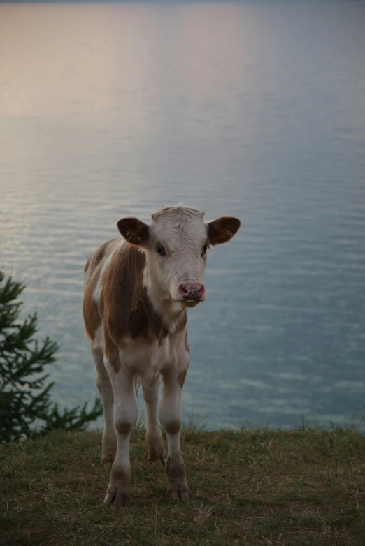 a brown and white cow standing next to a body of water, in the evening, !! looking at the camera!!, on a lake, intense albino