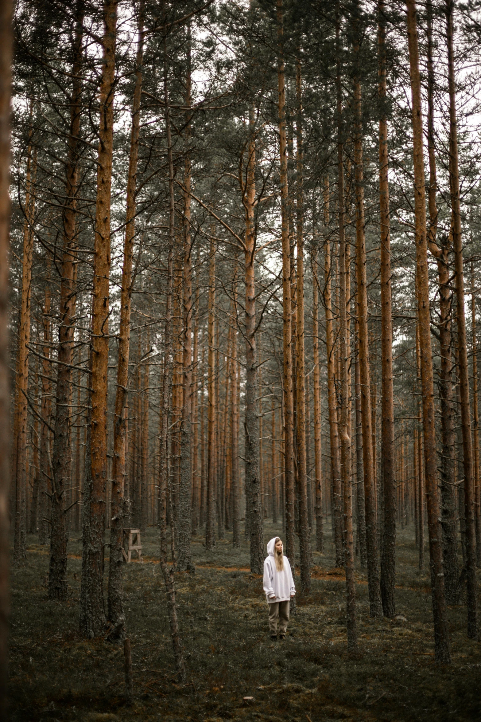 a woman standing in the middle of a forest, inspired by Elsa Bleda, unsplash contest winner, renaissance, dressed in white robes, 8 k ), russia, sparse pine forest