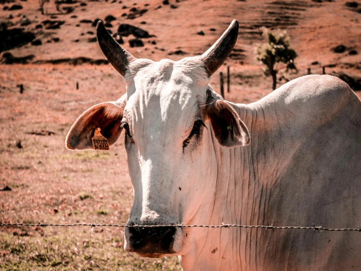 a white cow standing next to a barbed wire fence, pexels contest winner, white and orange breastplate, today\'s featured photograph 4k, brown, malika favre