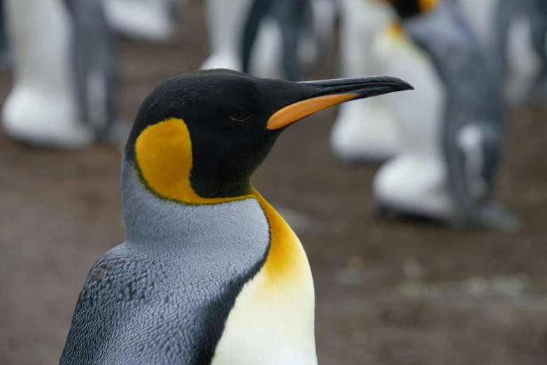 a close up of a penguin with other penguins in the background, pexels contest winner, long thick shiny gold beak, slide show, avatar image, long neck