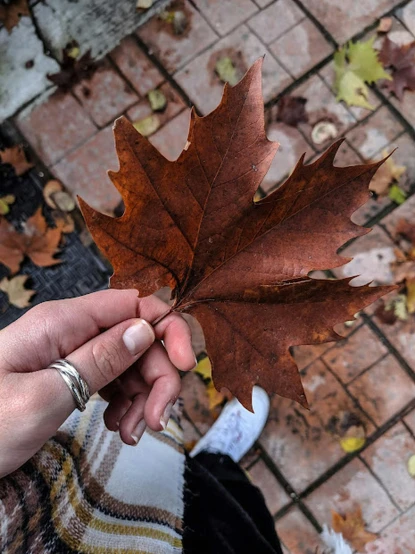 a person holding a leaf in their hand, trending on pexels, he is wearing a brown sweater, 👰 🏇 ❌ 🍃, tourist photo, ultra realistic photo