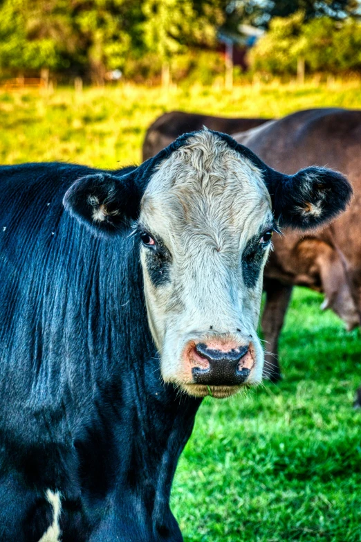 a black and white cow standing on top of a lush green field, up close, face of an ox, today\'s featured photograph 4k, square nose