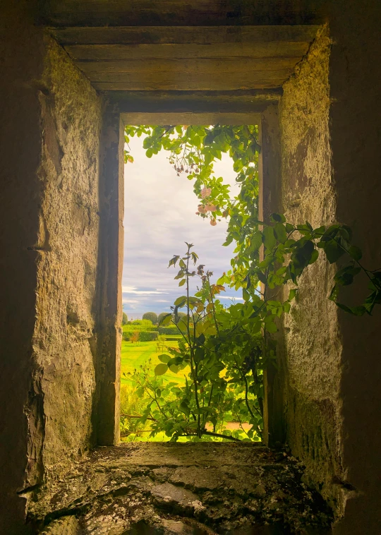 a window with a plant growing out of it, a picture, inspired by Jean-Baptiste-Camille Corot, unsplash contest winner, green field with village ruins, with a few vines and overgrowth, center frame portrait, vibrant light