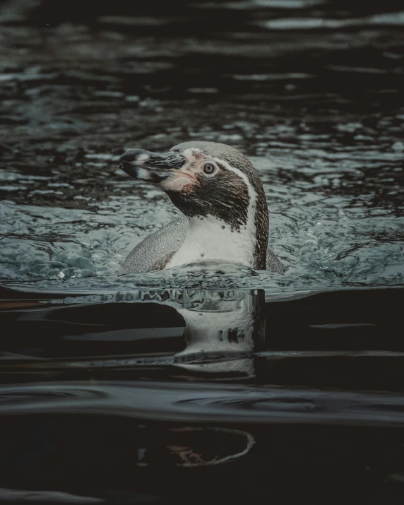 a penguin swimming in a body of water, by Elsa Bleda, pexels contest winner, she is wearing a wet coat, extremely handsome, low quality photo, grey