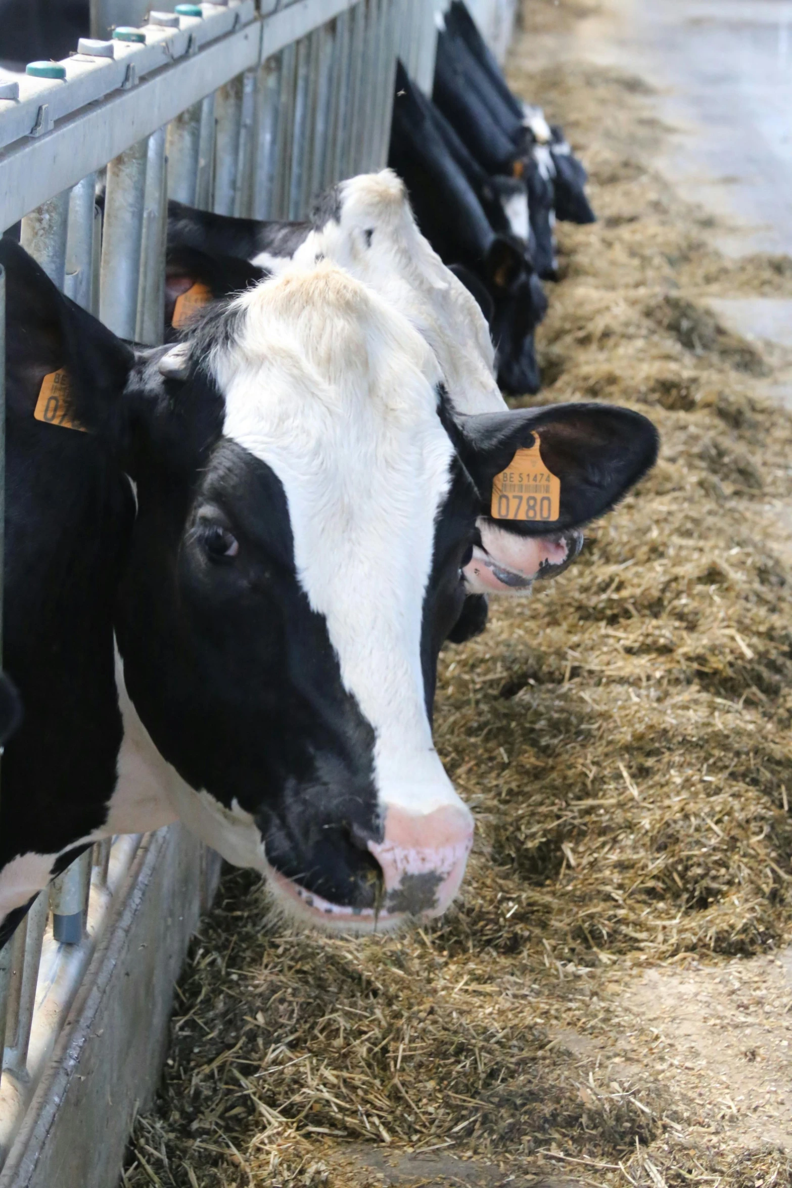 a herd of black and white cows standing next to each other, organic biomass, multiple stories, profile image, feed troughs