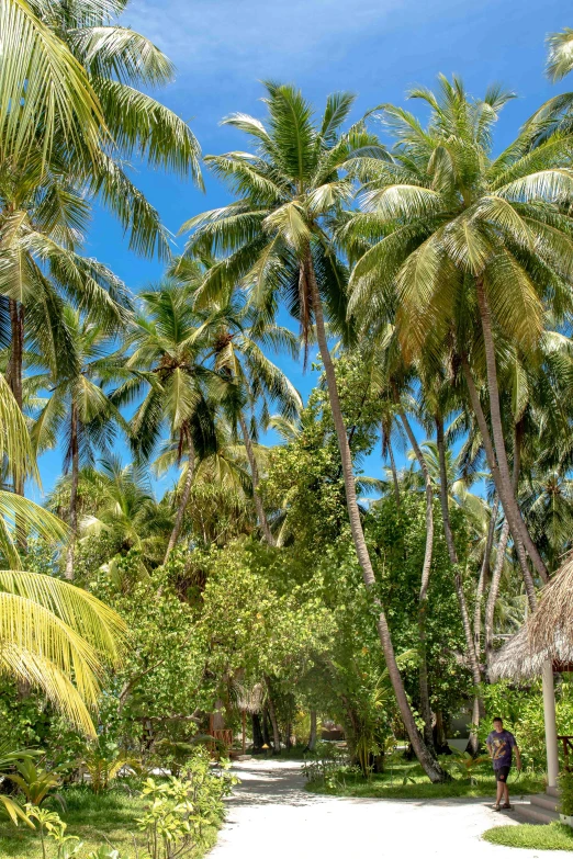 a dirt road surrounded by palm trees on a sunny day, thatched roofs, maldives in background, slide show, overgrown trees