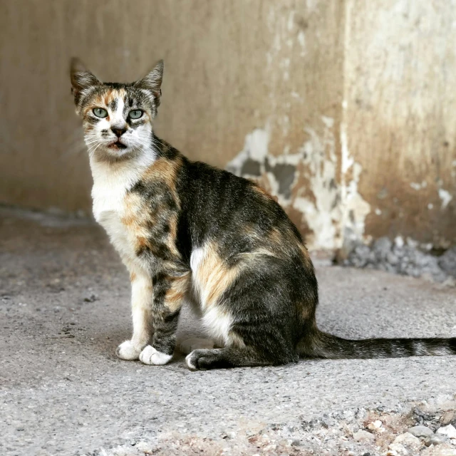 a cat sitting on the ground in front of a wall, she is facing the camera, on the concrete ground, multi - coloured, 1 female