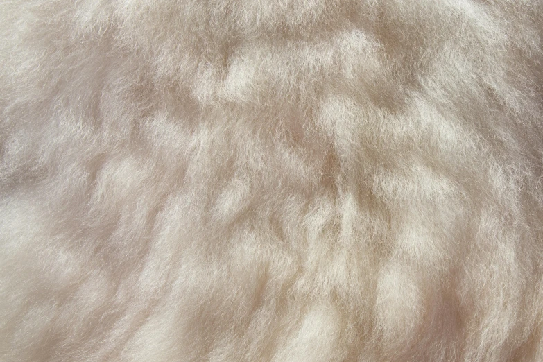 a close up of a white sheep's fur, by Elizabeth Charleston, 2 0 % pearlescent detailing, white finish, handcrafted