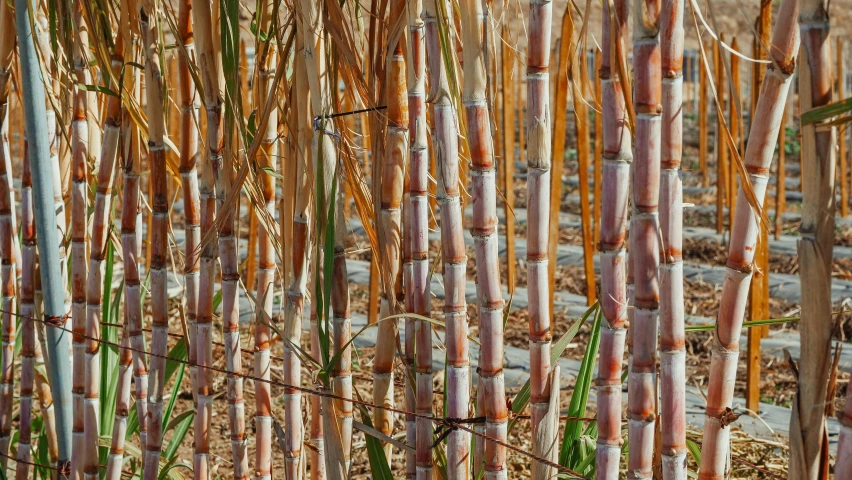 a bunch of sticks sticking out of the ground, a digital rendering, by Thomas Häfner, unsplash, land art, bamboo, immaculate rows of crops, high detailed thin stalagtites, costa blanca