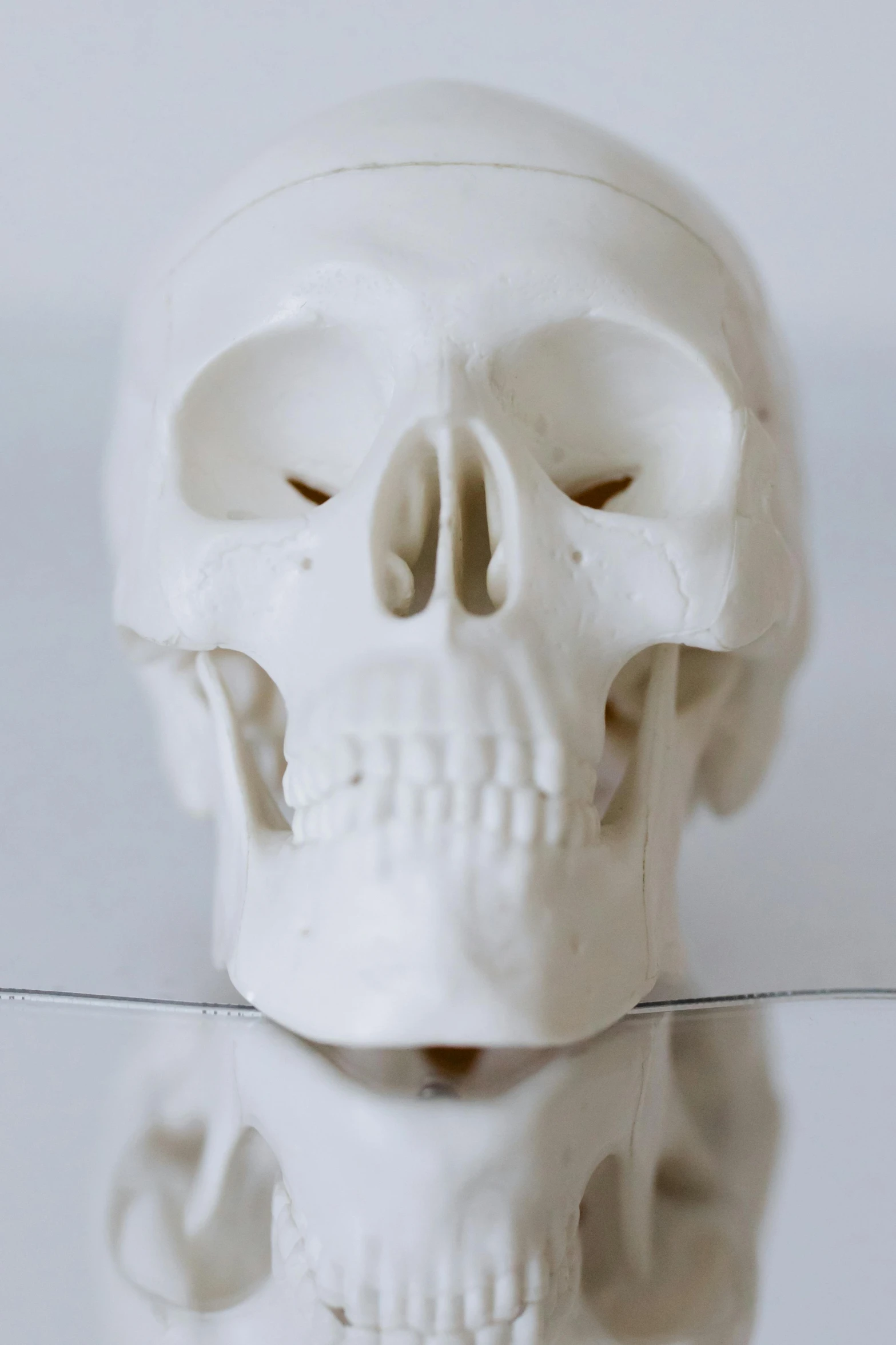a close up of a skull on a table, porcelain white face, 3d occlusion, most popular, prosthetic