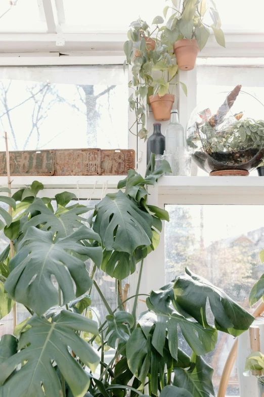 a window filled with lots of potted plants, trending on unsplash, art nouveau, monstera deliciosa, soft light from the side, muted green, over-shoulder shot