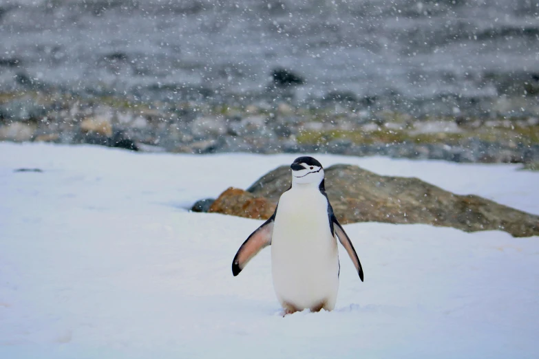 a penguin that is walking in the snow, a photo, pexels contest winner, 🦩🪐🐞👩🏻🦳, antarctic, with a white nose, high textured