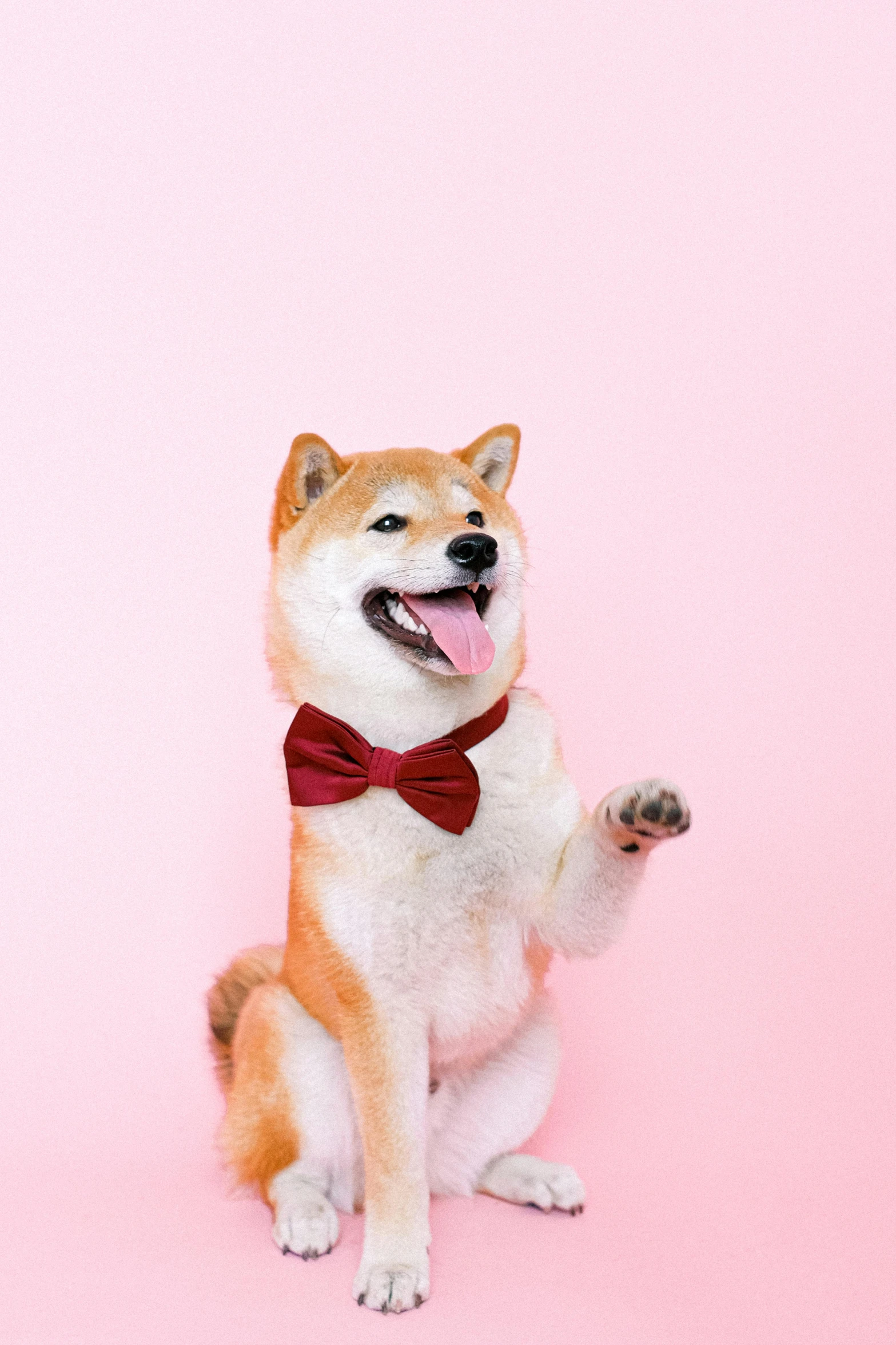 a dog wearing a bow tie on a pink background, inspired by Shiba Kōkan, trending on pexels, a still of a happy, crypto, けもの, instagram picture