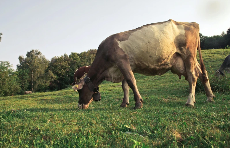 a cow standing on top of a lush green field, le corbusier, ready to eat, dappled in evening light, ignant