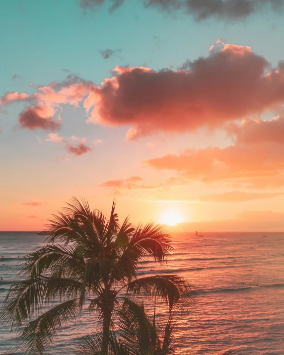 a palm tree sitting on top of a beach next to the ocean, during a sunset