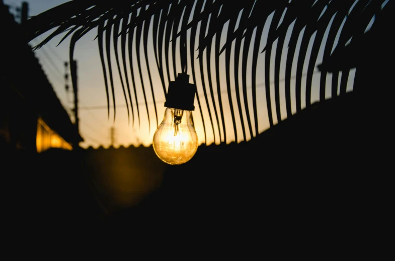 a light bulb hanging off the side of a palm tree, inspired by Elsa Bleda, pexels contest winner, contre - jour, glowing from inside, outdoor lighting, edison bulb