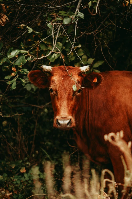 a brown cow standing on top of a lush green field, pexels contest winner, renaissance, touching tree in a forest, ground red meat, monia merlo, 256435456k film