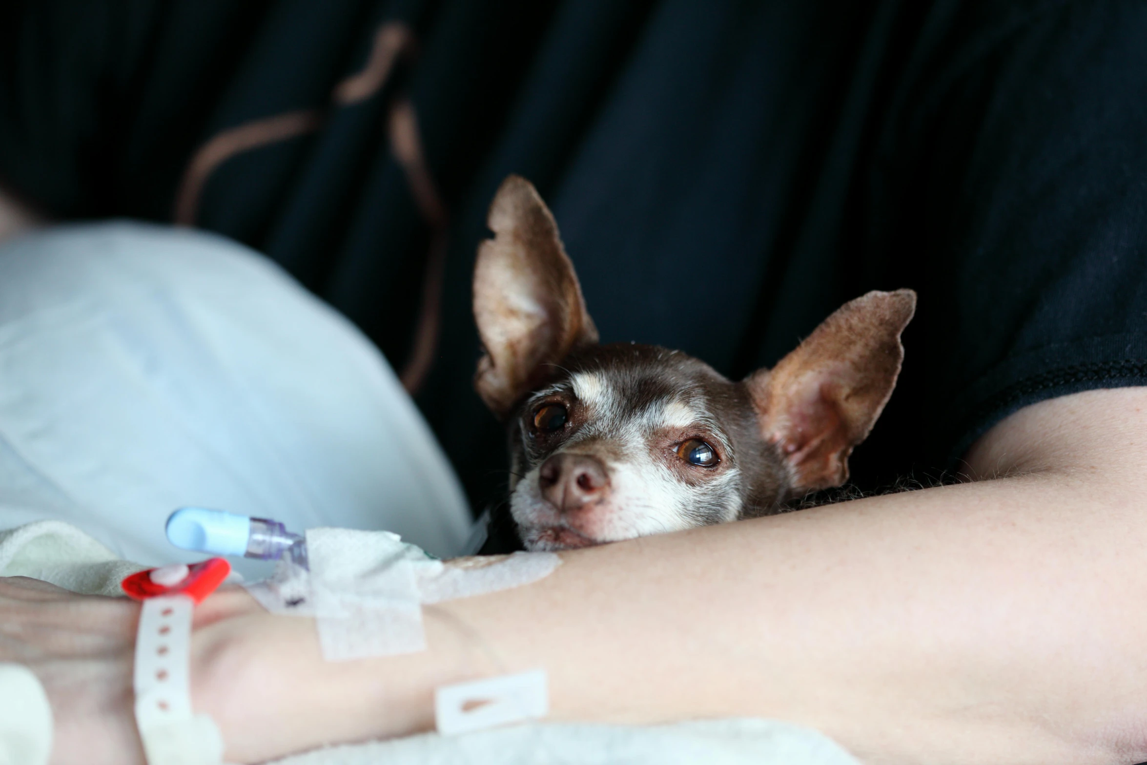 a close up of a person holding a small dog, intravenous drip, multiple stories, australian, wētā fx