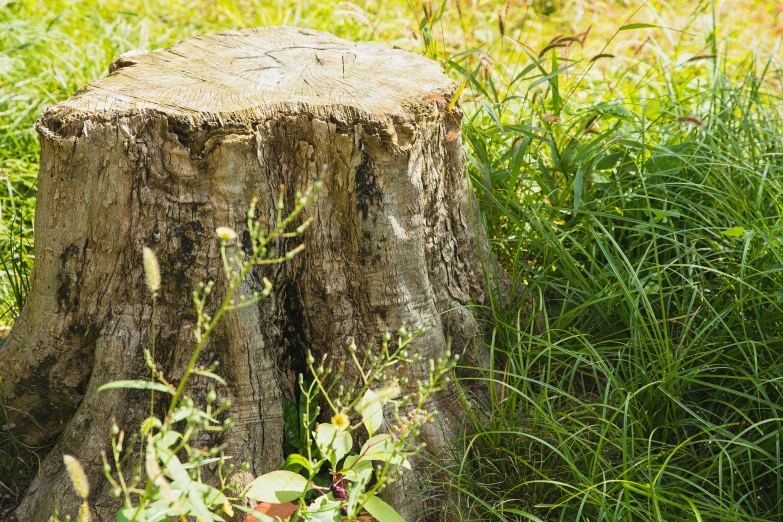 a teddy bear sitting on top of a tree stump, by Arthur Sarkissian, unsplash, hurufiyya, with a lush grass lawn, tree stump, background image, nothofagus