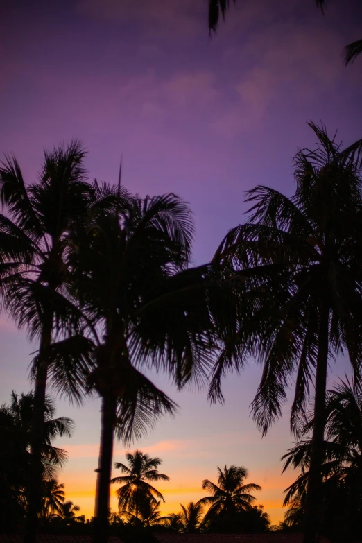 a couple of palm trees sitting on top of a lush green field, at purple sunset, south beach colors, ((purple)), travel