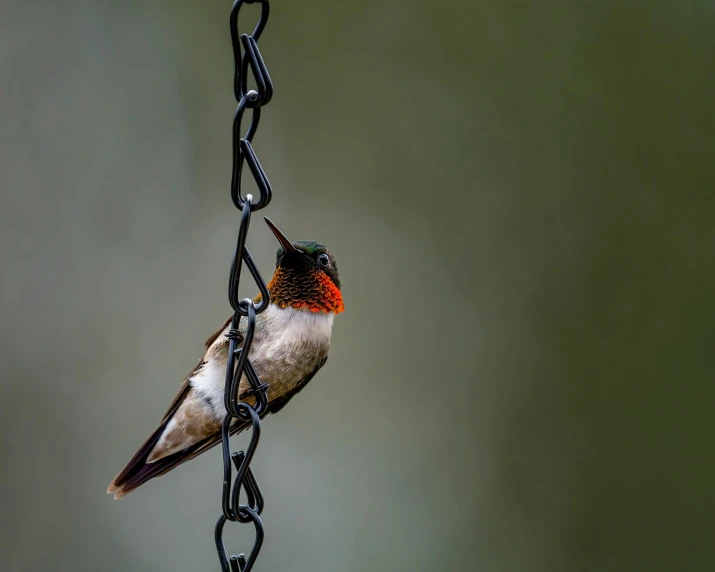 a hummingbird sitting on top of a chain, by David Garner, pexels contest winner, geometrically realistic, studio photo, outdoor photo, battered