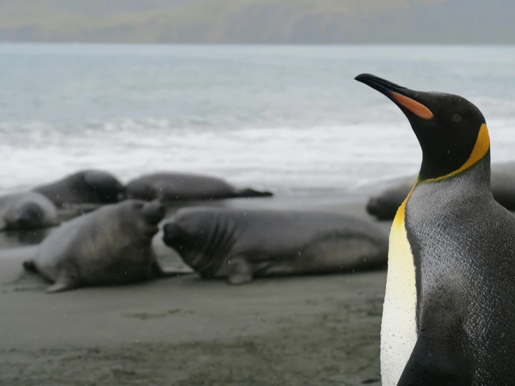 a penguin standing on top of a sandy beach, an album cover, pexels contest winner, hurufiyya, whales, new zealand, arctic fish, set photo