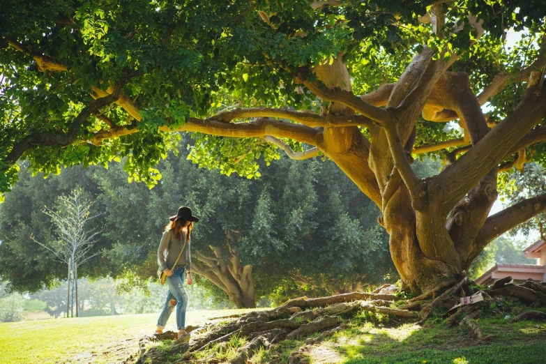 a woman standing under a tree in a park, by Julian Allen, pexels contest winner, hollister ranch, green witch walking her garden, morning lighting, panoramic view of girl