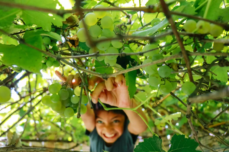 a close up of a person holding a bunch of grapes, in a tree house, happy kid, amongst foliage, exploring