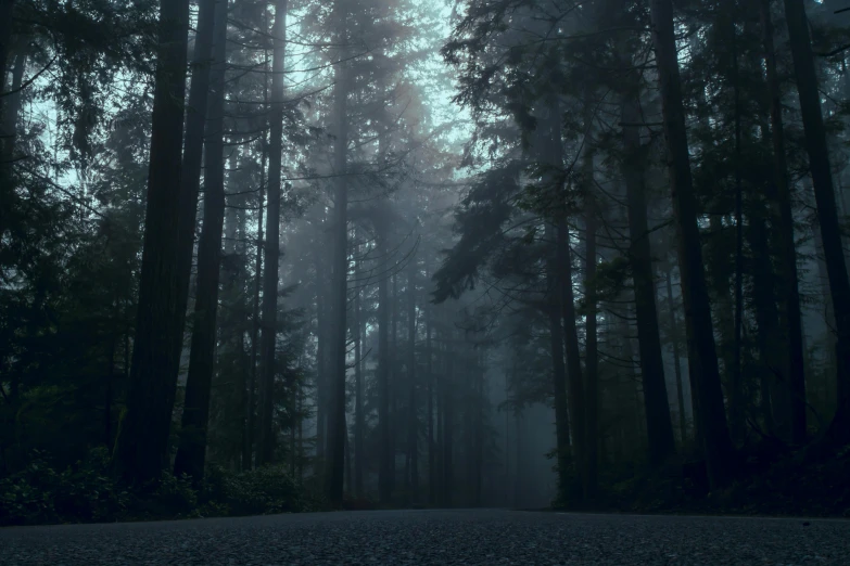 a forest filled with lots of tall trees, an album cover, inspired by Elsa Bleda, unsplash contest winner, tonalism, dark wet road, fog background, redwood forest, unsplash photo contest winner