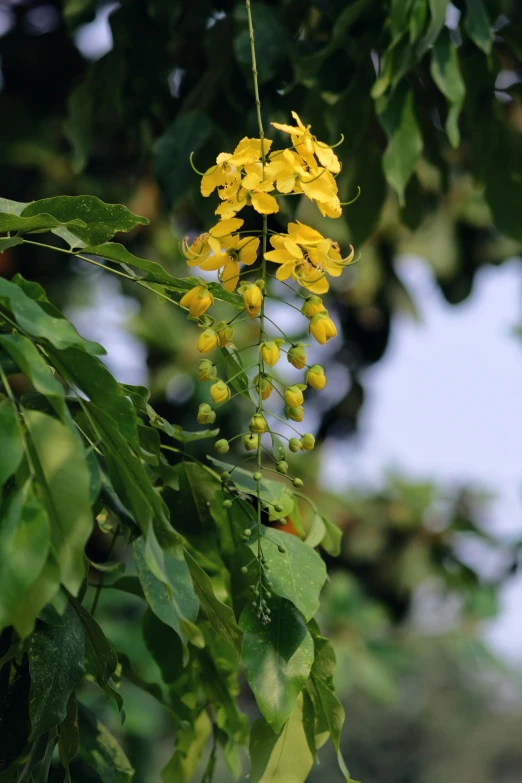 a bunch of yellow flowers hanging from a tree, monsoon, large vines, vibrant but dreary gold, exterior