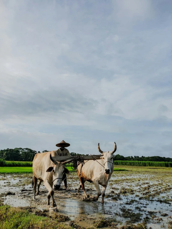 a farmer plowing a rice field with two oxen, pexels contest winner, sumatraism, 4 k cinematic photo, bali, 2 0 2 2 photo, slide show