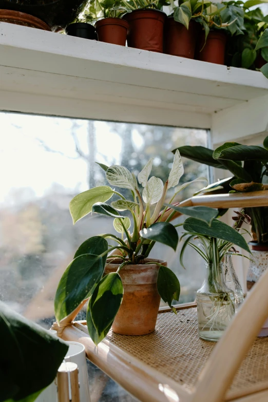 a shelf filled with potted plants on top of a window sill, unsplash, light and space, magnolia leaves and stems, ramps, lush vista, front lit