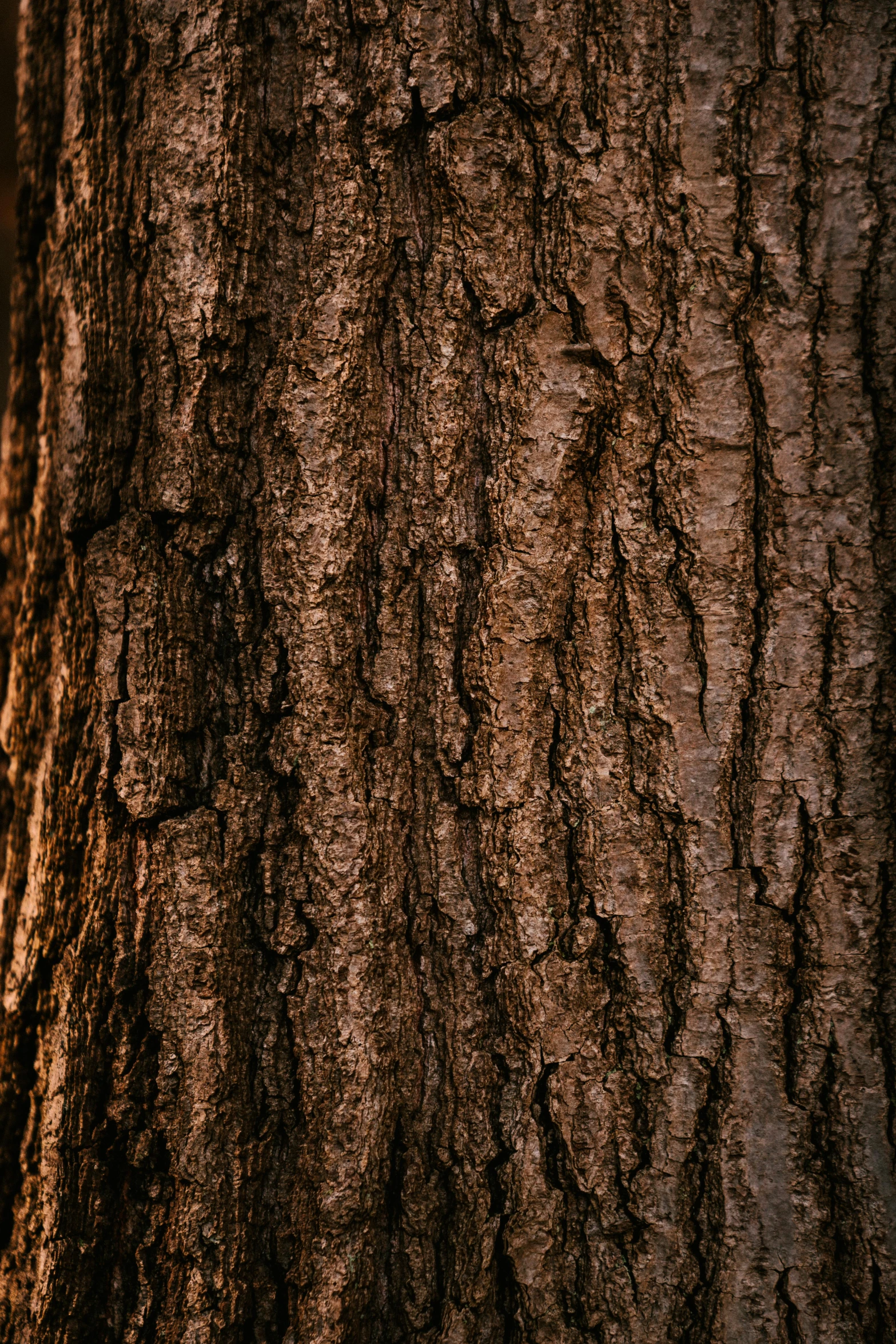 a red fire hydrant sitting next to a tree, an album cover, inspired by Elsa Bleda, trending on pexels, naturalism, tree bark texture, dark brown, closeup 4k, massive wide trunk