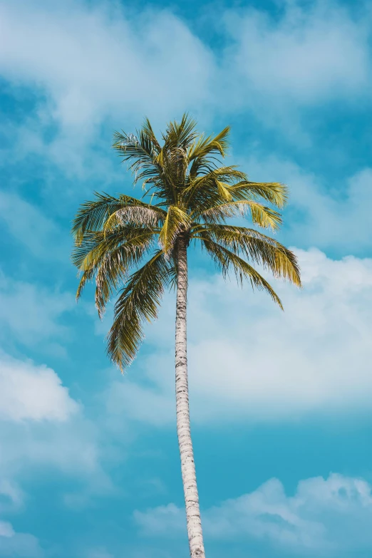 a palm tree sitting on top of a sandy beach, profile image