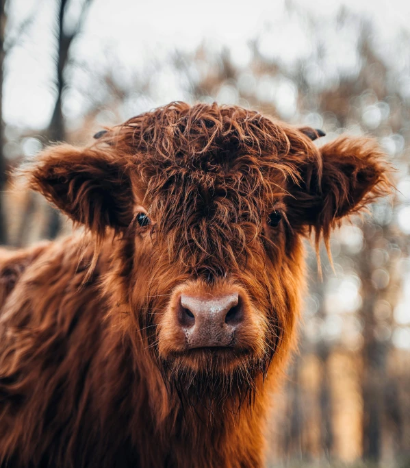 a brown cow standing on top of a lush green field, pexels contest winner, renaissance, fluffy face, ( redhead, portrait of a small, gif