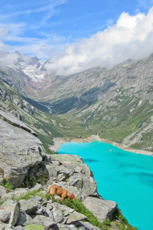 a dog laying on the side of a mountain next to a lake, les nabis, brown and cyan color scheme, overview, glacier, alp