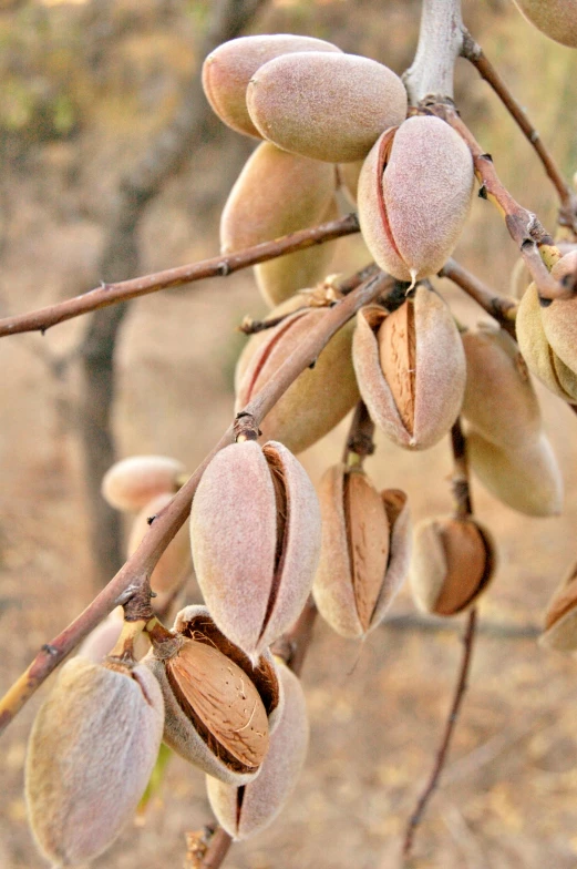 a bunch of almonds hanging from a tree, desert, carefully crafted, african sybil, subtle detailing