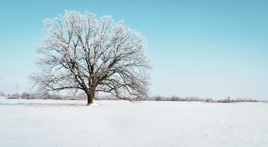 a lone tree in the middle of a snow covered field, pexels contest winner, light blue clear sky, elm tree, background image, brown